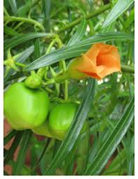 Srishti Vishwakarma tweet media