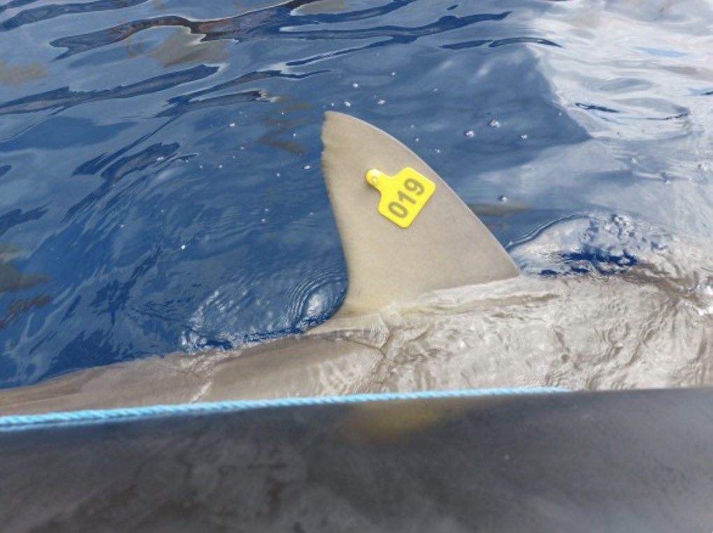 Shark Tracker tweet media