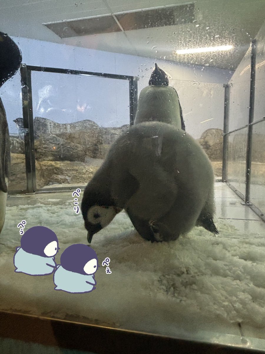 何年も楽しみに待ってたコウテイペンギンの赤ちゃんに会いに行けた