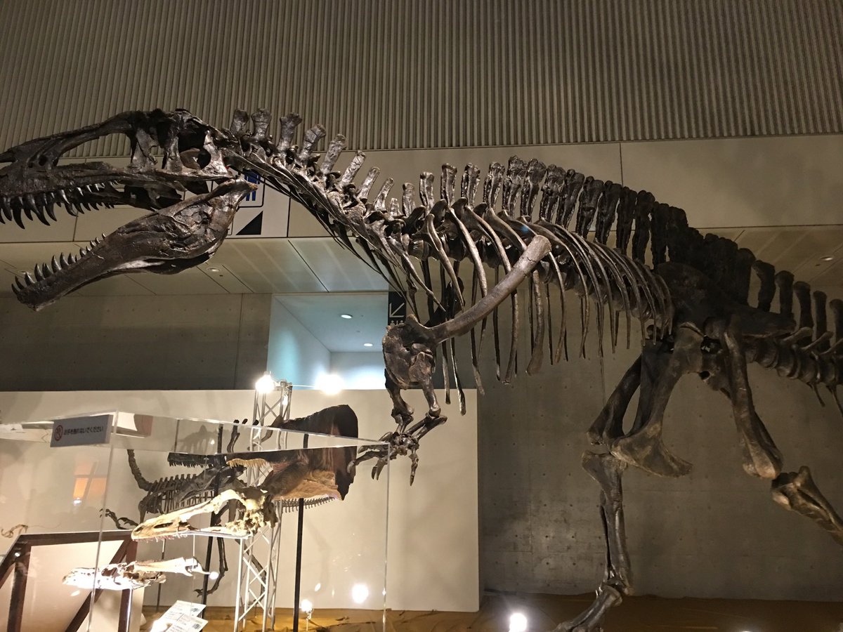 アロサウルス 化石 フットクロウ 恐竜 アロサウルス 化石 フットクロウ