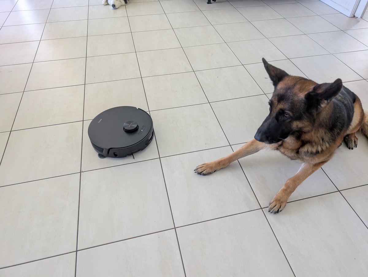 🐾 Shepsky tweet media