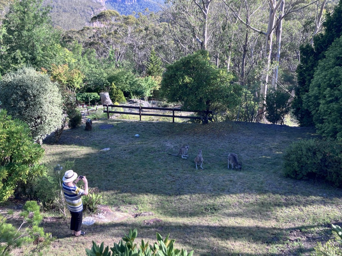 SandmanGrant's tweet image. Kangaroo with Joey in pouch #bottomsup #IntergenerationalMinistry #CMSsummer + a close to simultaneous wide shot of the photographer from our verandah 🦘🦘🦘🦘