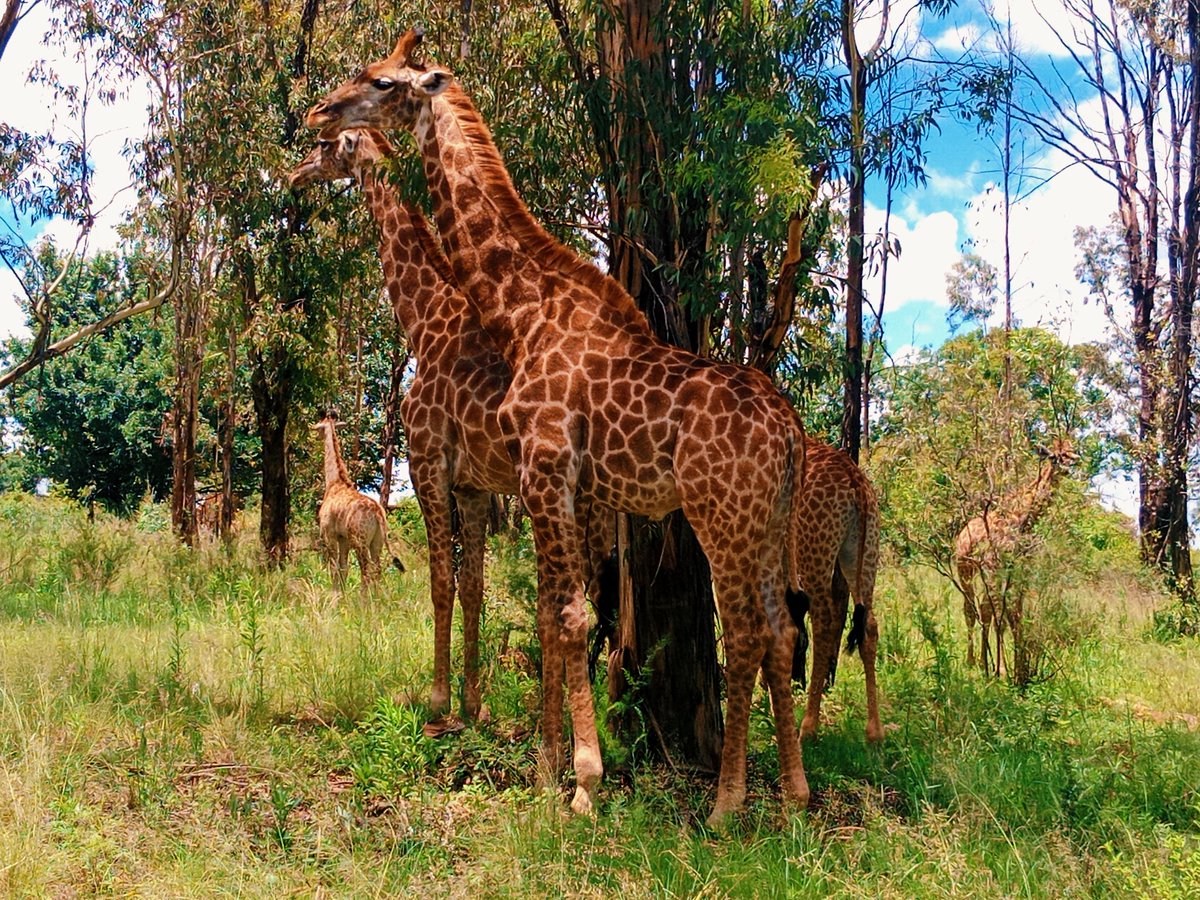 Free roaming wildlife to add to a scene in your next movie...

#filming #movieproducer #moviemaker #fixer #moviedirector #filmmaker #locationscout #filmlocation