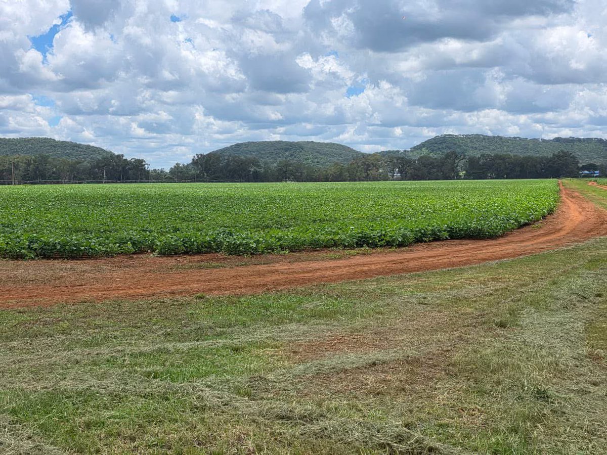 ForwardMakasi1's tweet photo. Dear Soybean Farmers,
Lets protect our crop from soybean rust- a fungal disease that mainly affects plant leaves leading to leaf coloration & ultimately leaf defoliation. Remember leaves are the plant’s powerhouse, where photosynthesis and transpiration take place. Use #Supertop 32.5SC, a broad spectrum fungicide for use in controlling fungal diseases, to control (prevent/cure) the disease. Available at #CPCHEMICALS . Visit us today!
#CPCHEMICALS@20
#Farmers’firstchoice