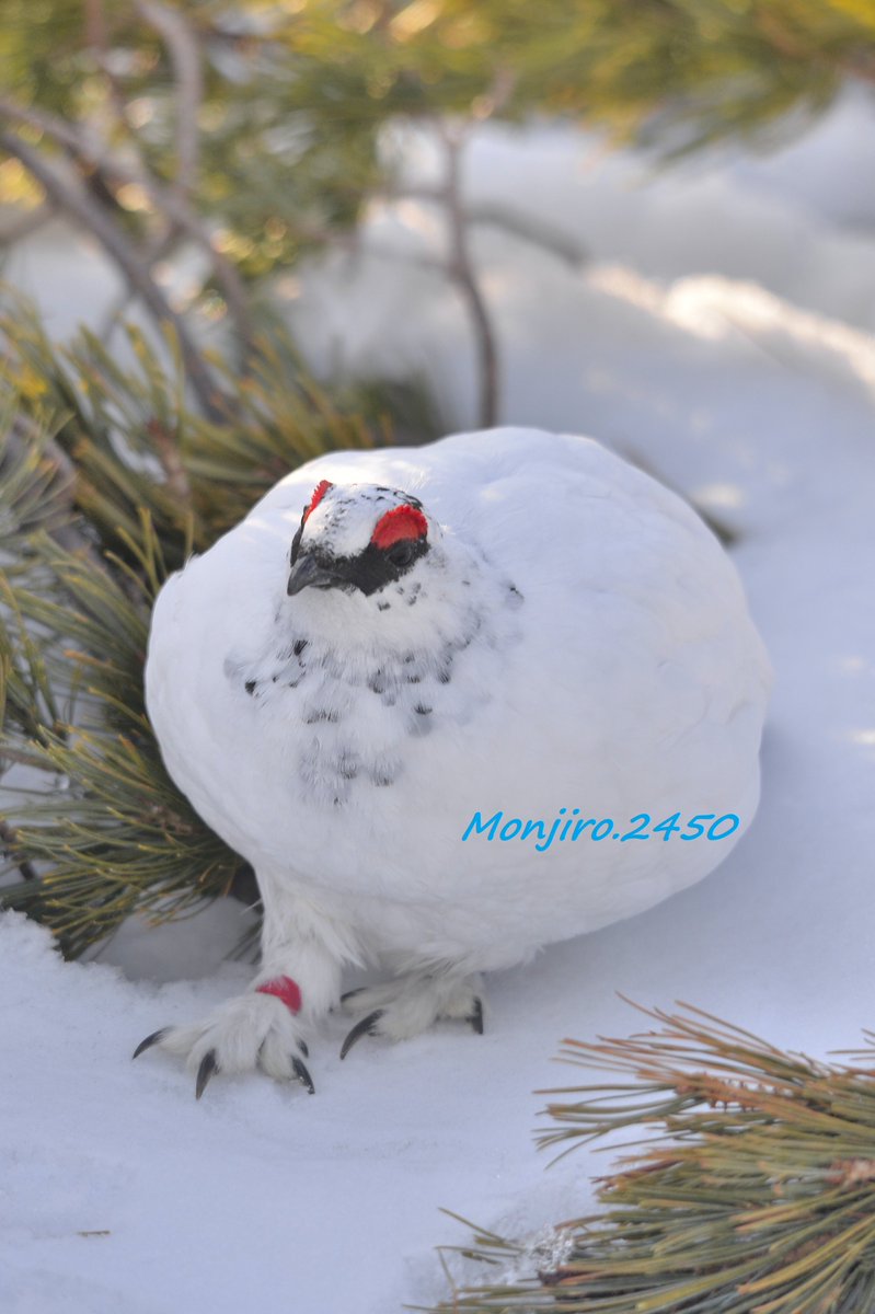 Happy_landing55's tweet image. 白いライチョウ🐦 グイグイ来る子が多かった
おしるこのお餅みたいな ライチョウころころ🍡 
雪に埋もれないフワフワで大きな足