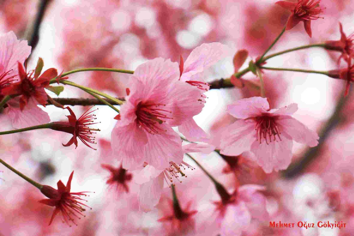 TEMAnın ve NGBB Bahçenin yaratıcısı sevgili amcam A.Nihat Gökyiğit'i 3 sene önce kaybettik. Binlerce çocuk okuttu,garibana destek oldu.Keşke zenginler böyle, insanımıza destek olsa.Abimide 7 sene önce yine ocakta kaybettik.Kaybettiklerimize Allahtan rahmet dilerim