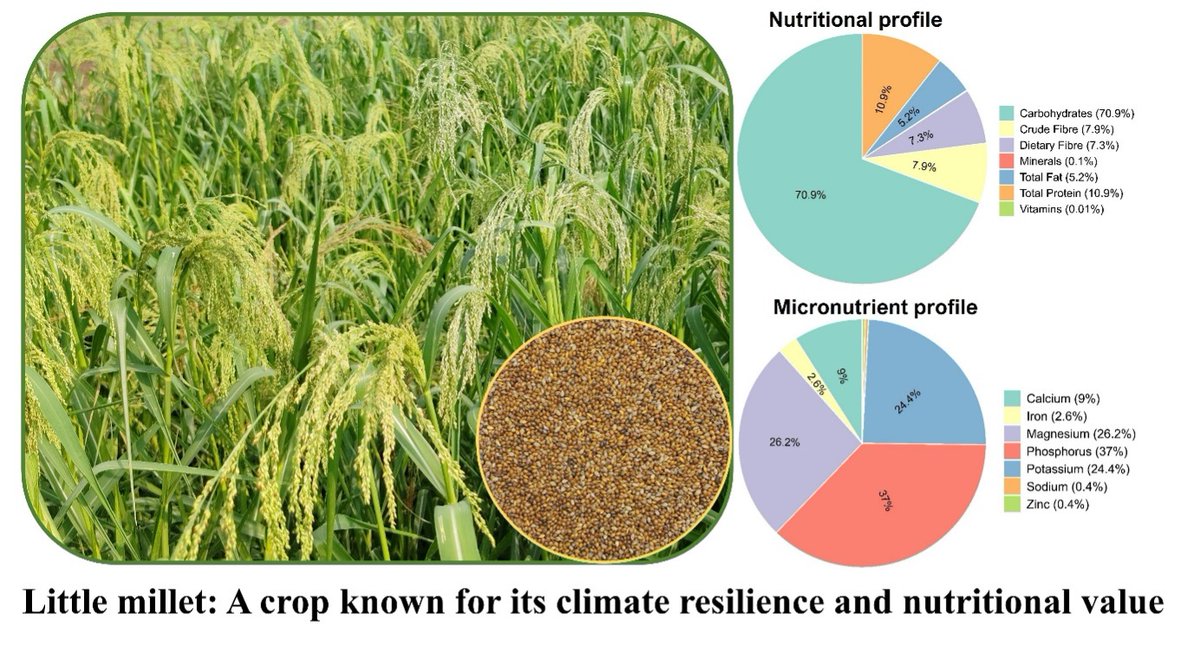 Indian Institute of Millets Research (ICAR-IIMR) tweet media