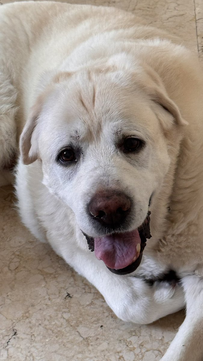 El niño Jesús le pidió a los Reyes el perro más bonito del mundo. Y los Reyes pues claro, le han tenido que llevar al mío. Chop 2012-2026 ❤️