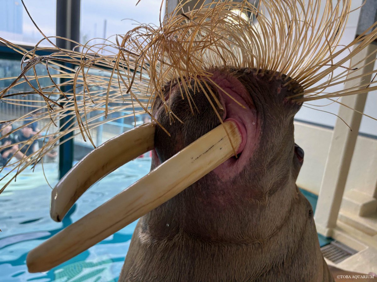 ポウちゃん様 牙が短い頃のポウちゃんとツララちゃんの写真が😊