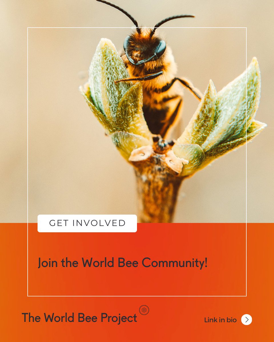 The World Bee Project CIC tweet media