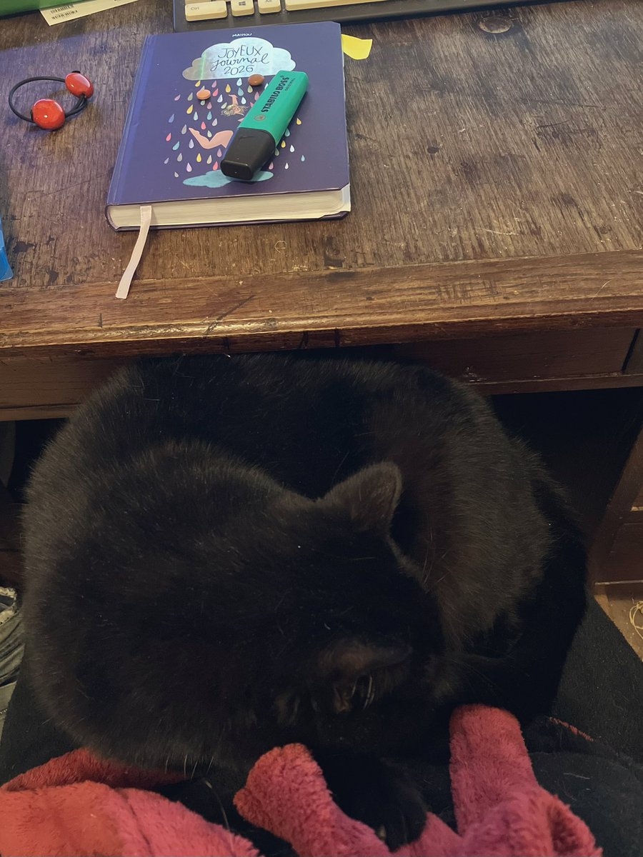 Lexis 🐈 🚺 et Sauronne 🐈‍⬛ 🚺 tweet media