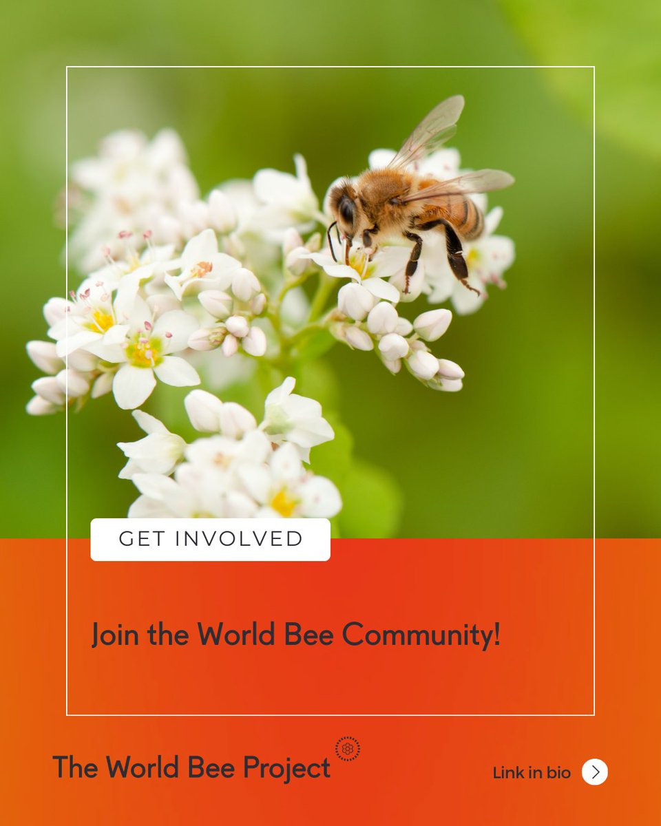 The World Bee Project CIC tweet media