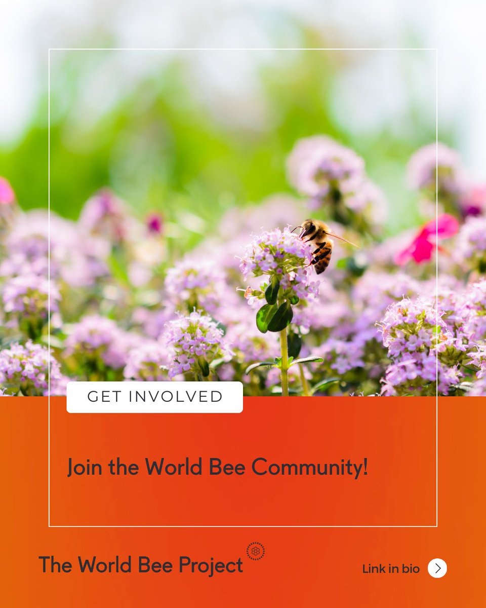 The World Bee Project CIC tweet media