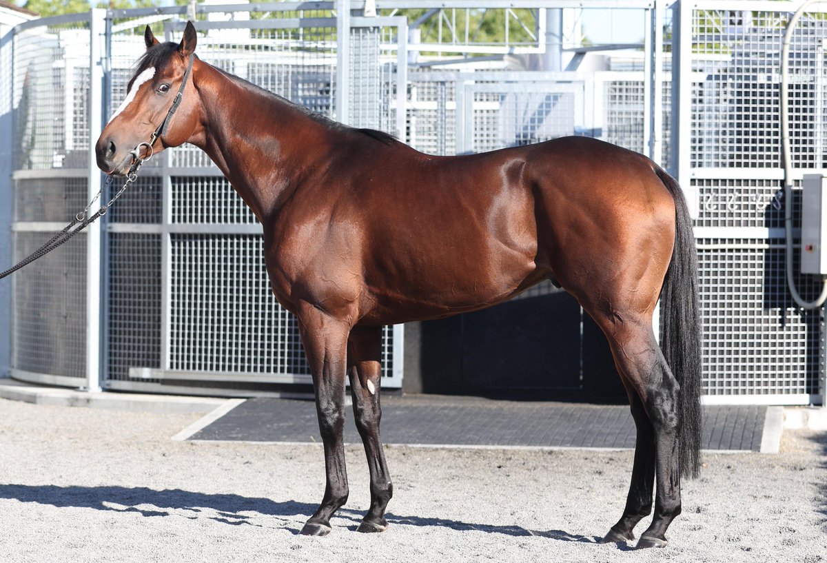 あちゃこ様•*¨*•.¸♬︎専用 楽天市場】澤田洋史 x HARIO 国産ステンレス製ミルクピッチャー 20oz