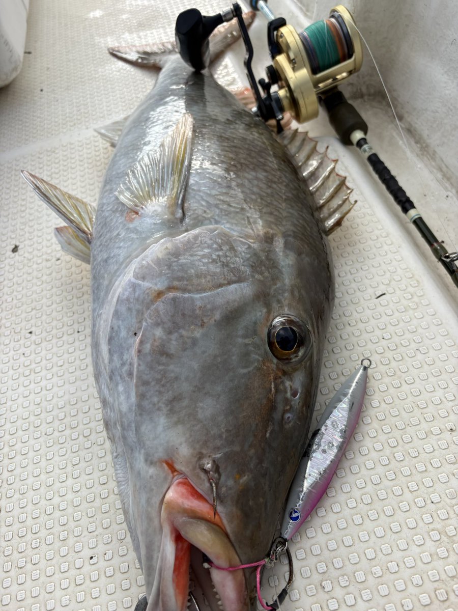 昨日はジギングスローで1発 ツララ 63MH水深100m ブルーブルー スピン