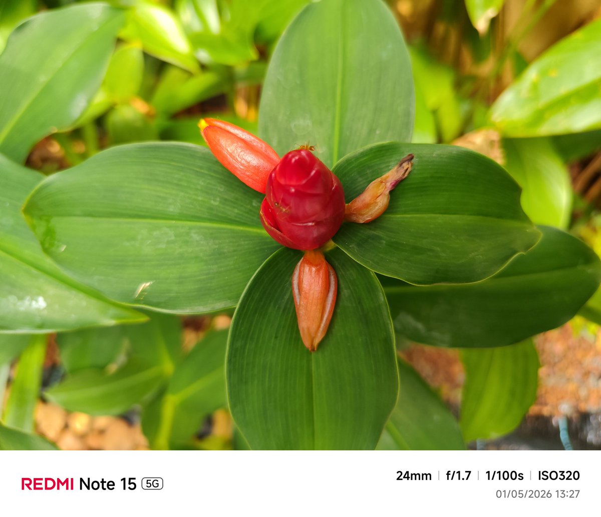 Camera samples from #REDMINote15 (Thread)
