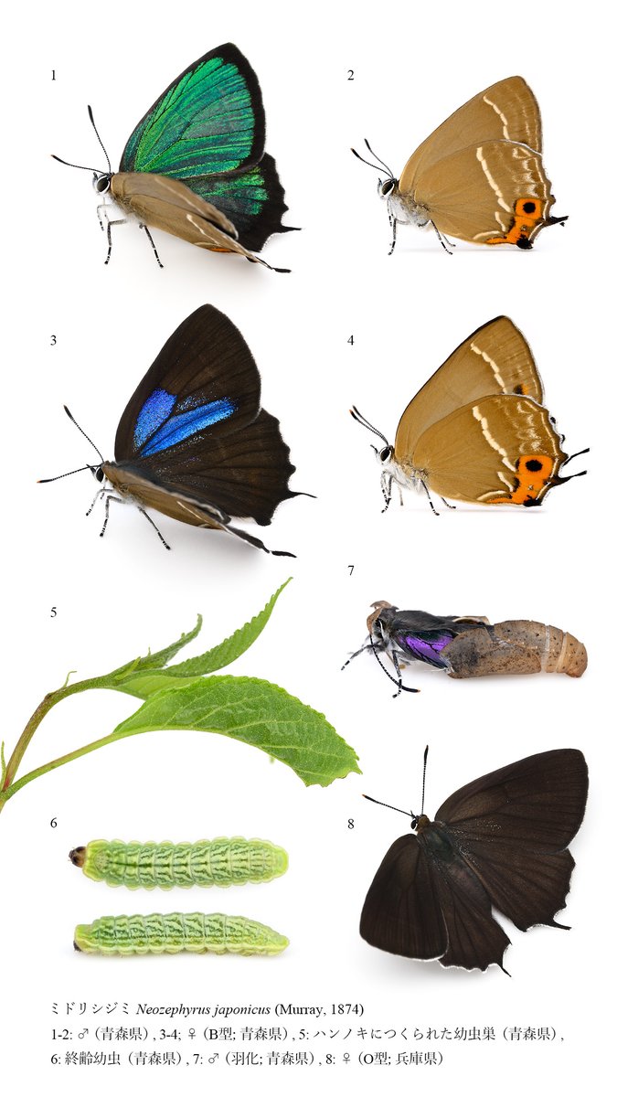 KUDO Seiya (@ze_ph) / Posts / X