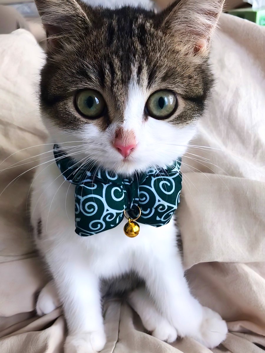 nikoandkotatoro's tweet image. Un año y medio antes de la foto “no hace nada”😹📸