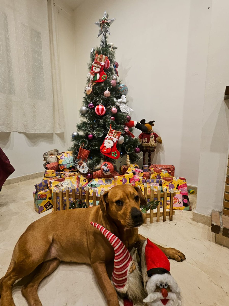 Els Reis ja han fet la seva màgica ruta, casa per casa, deixant il·lusió, regals i somriures arreu del món. Ara toca gaudir del dia amb el cor ben ple ✨👑🎁 #ReisMags #NitDeMàgia #6DeGener