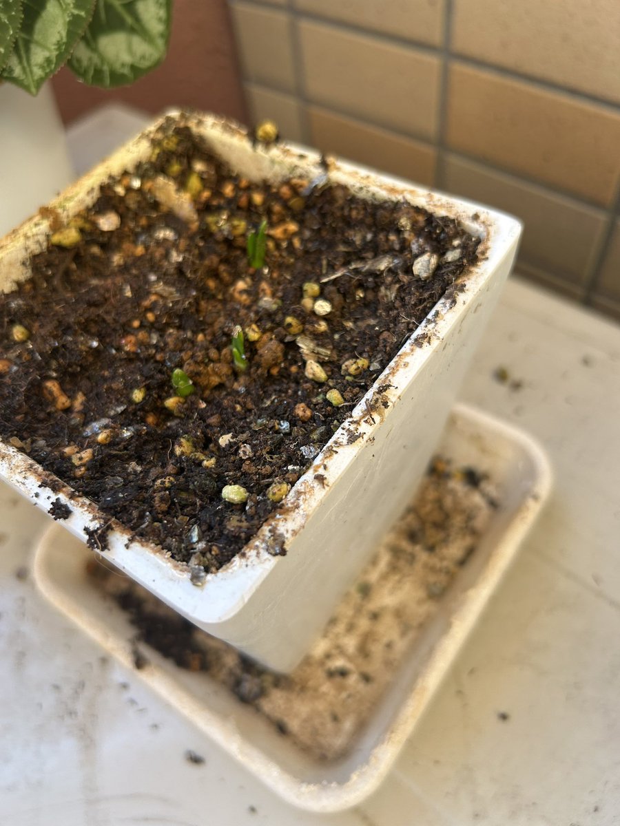 種を植えてないのになんか生えてる！
何これ！！！！！！！！🌱