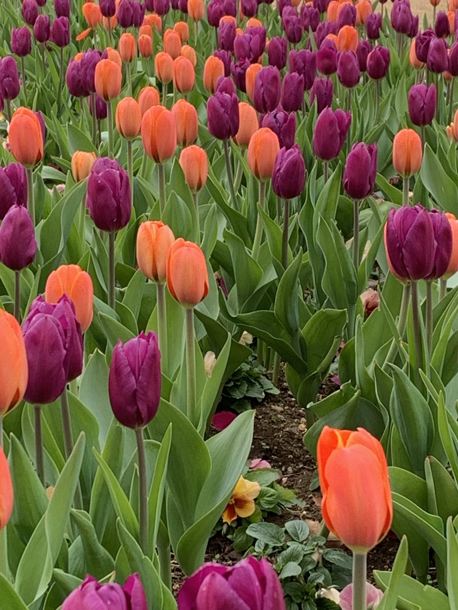 のぶちゃん tweet media