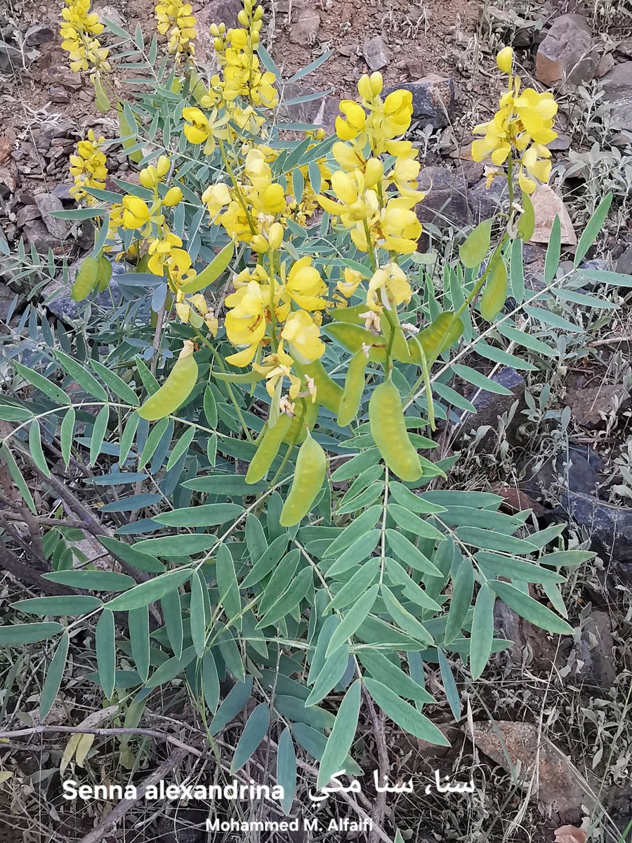 الفيفاوي tweet media