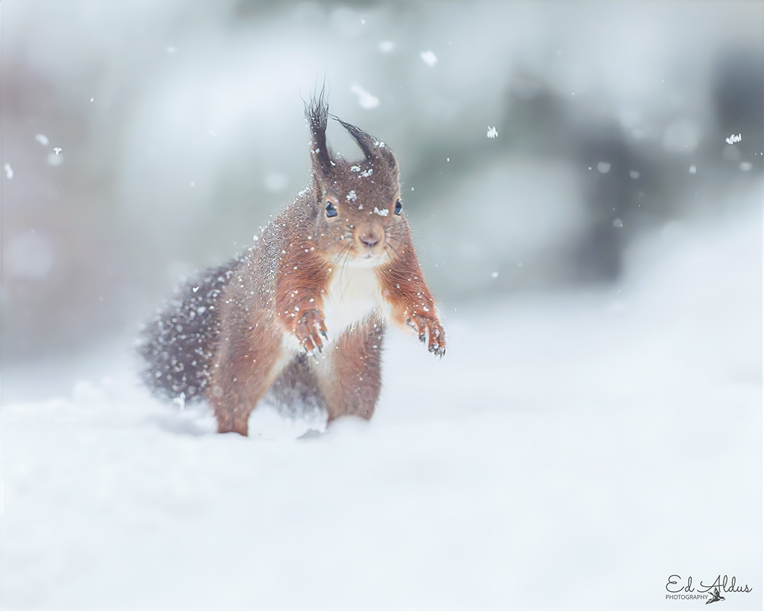 Ed Aldus tweet media