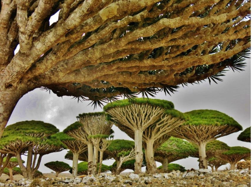 3ajel_ksa's tweet image. 🚨اختفاء أكثر من نصف عدد شجرة دم الأخوين من جزيرة سقطرى.