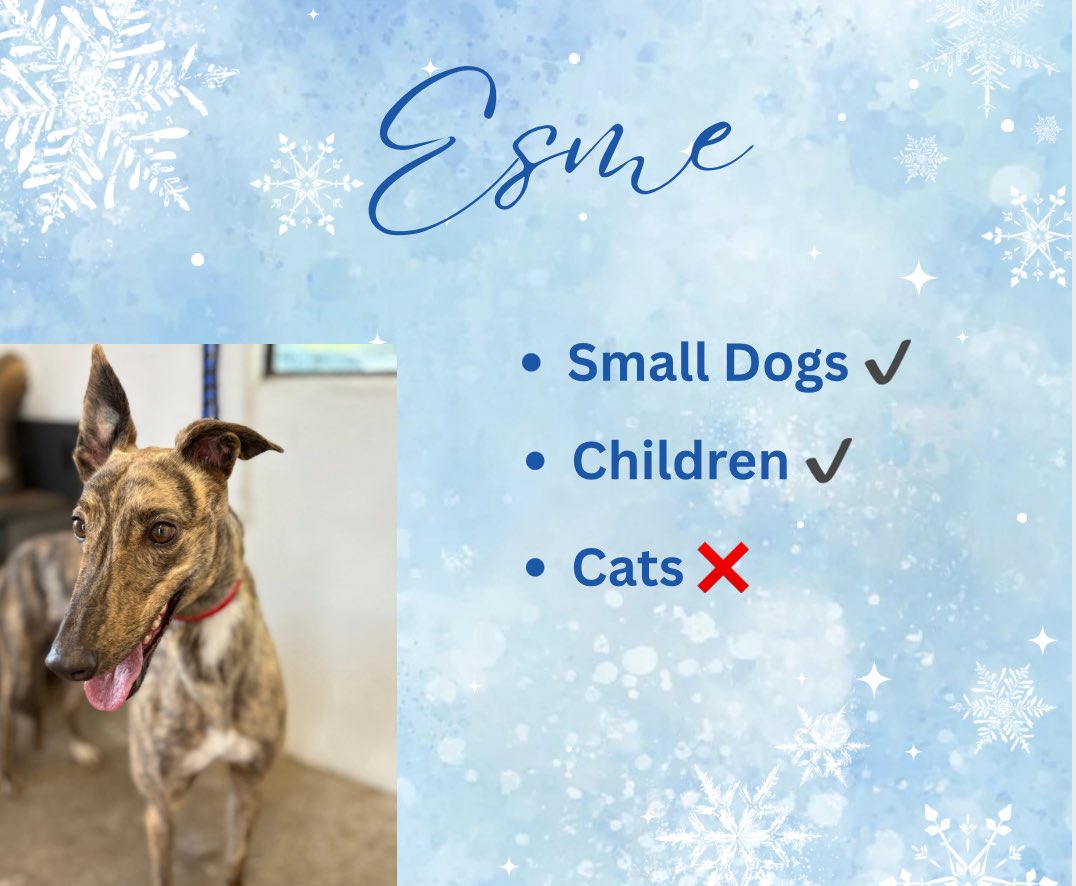 AdachiRetired's tweet photo. 🐾 Esme 🐾 https://t.co/xpASbDOFP0