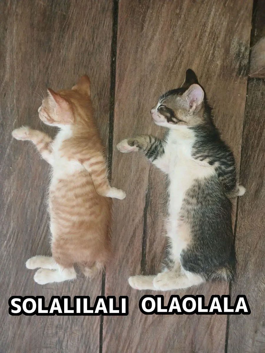 Achy ⭐️ tweet media