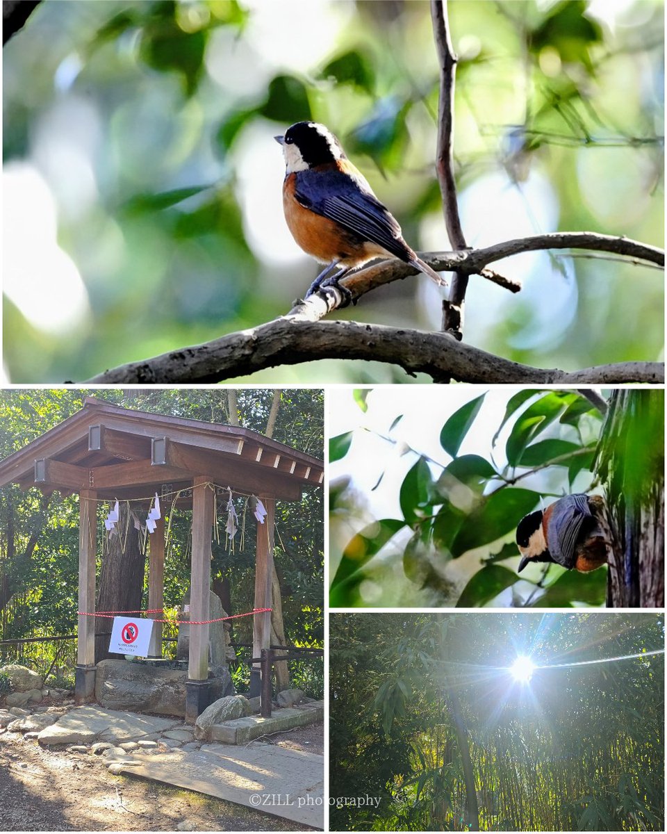 31カリム　竹林と鳥　布　油彩 もいっこ…。 ⛩️神社でヤマガラさんとご対面💕 (,,>᎑<,,)ﾌﾟｯｸﾘ ｶﾜｲｲ