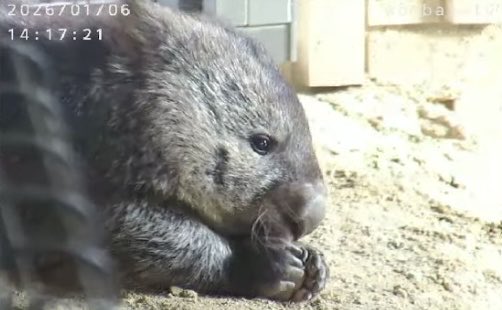 これからもずっと。 #ウォンバット #五月山動物園 #SatsukiyamaDAYZOO