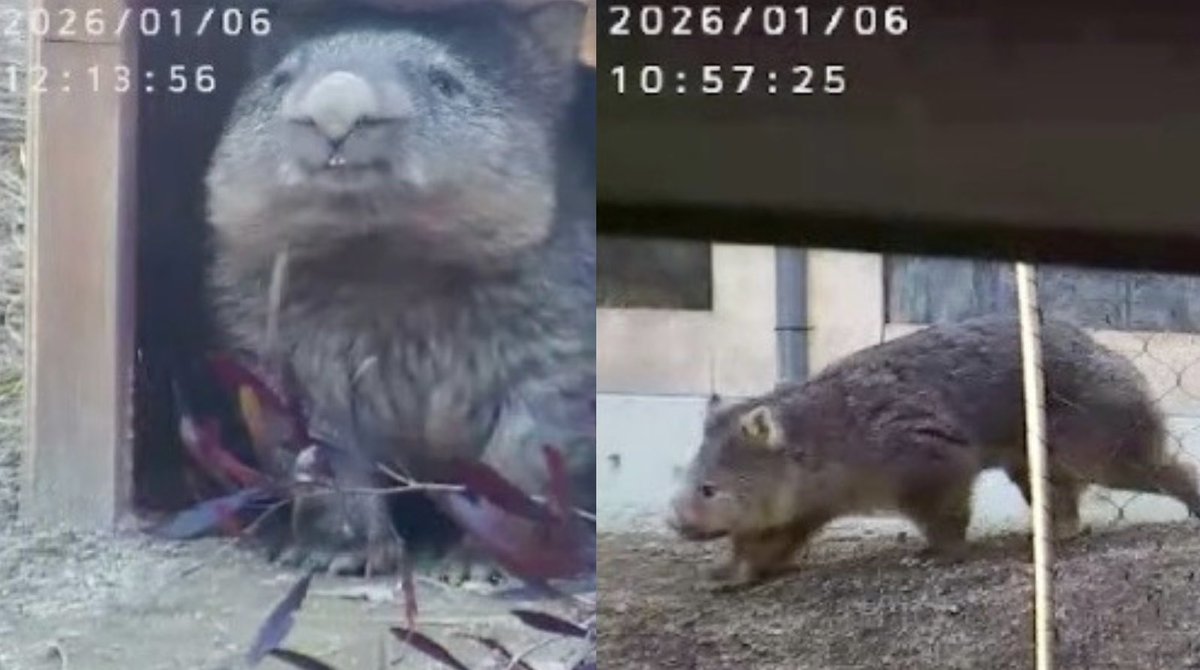 断捨離ウォンバ これからもずっと。 #ウォンバット #五月山動物園 #SatsukiyamaDAYZOO