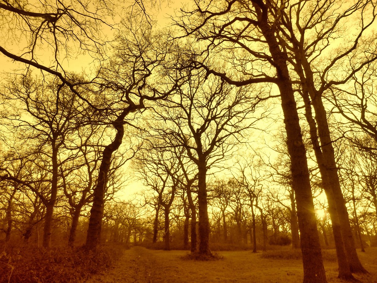 walks_camera's tweet photo. Winter oaks #thicktrunktuesday #trees #woodland #treeclub https://t.co/XZGhXFBAtj