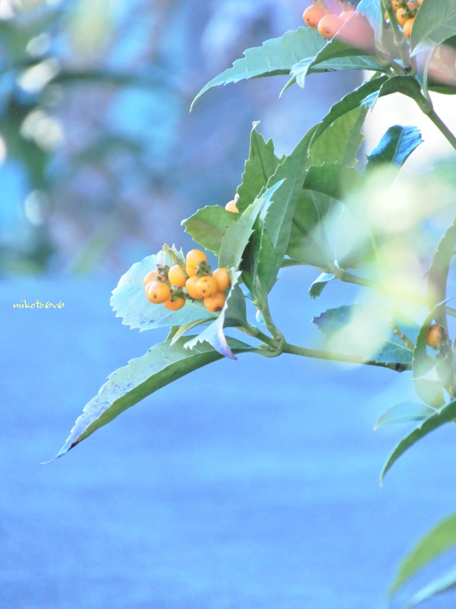 mikoto (@mamakun_6v6) / Posts / X