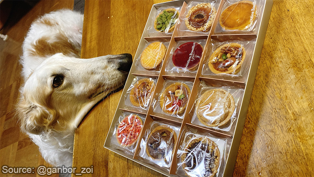 Borzoibot tweet media