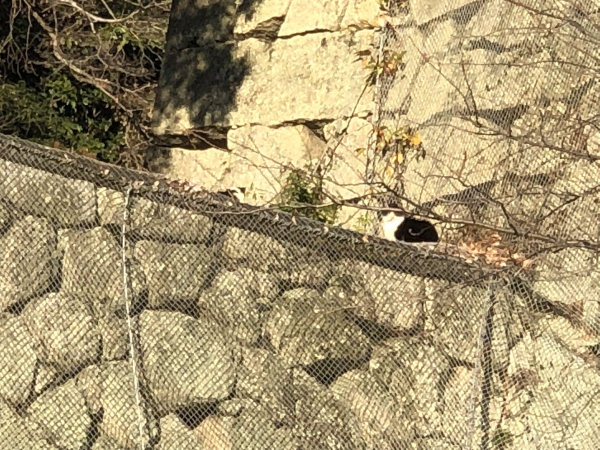 城山公園
上に猫2匹🐱