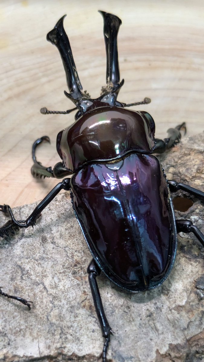 くわたろう たろう 2026 Kawasaki NINJA ZX-6R ABS For Sale in Janesville WI