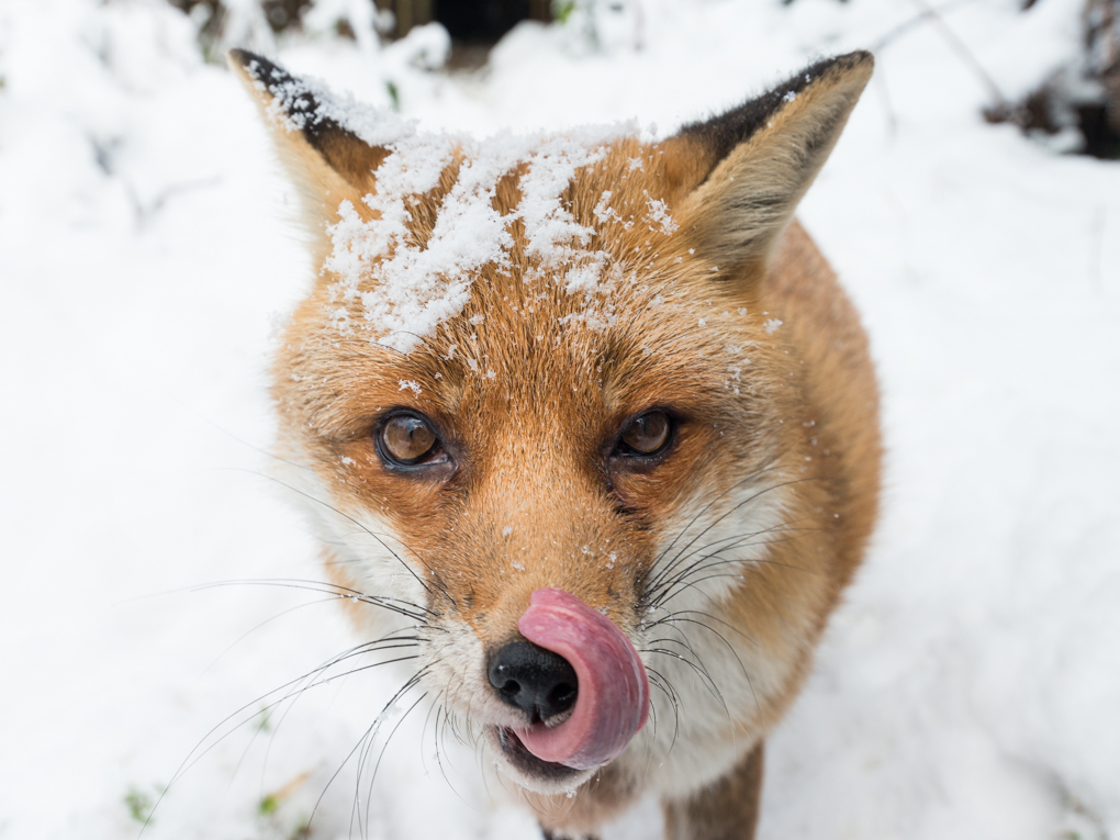 The face of someone who knows I have treats, Hetty yesterday.
#FoxOfTheDay
