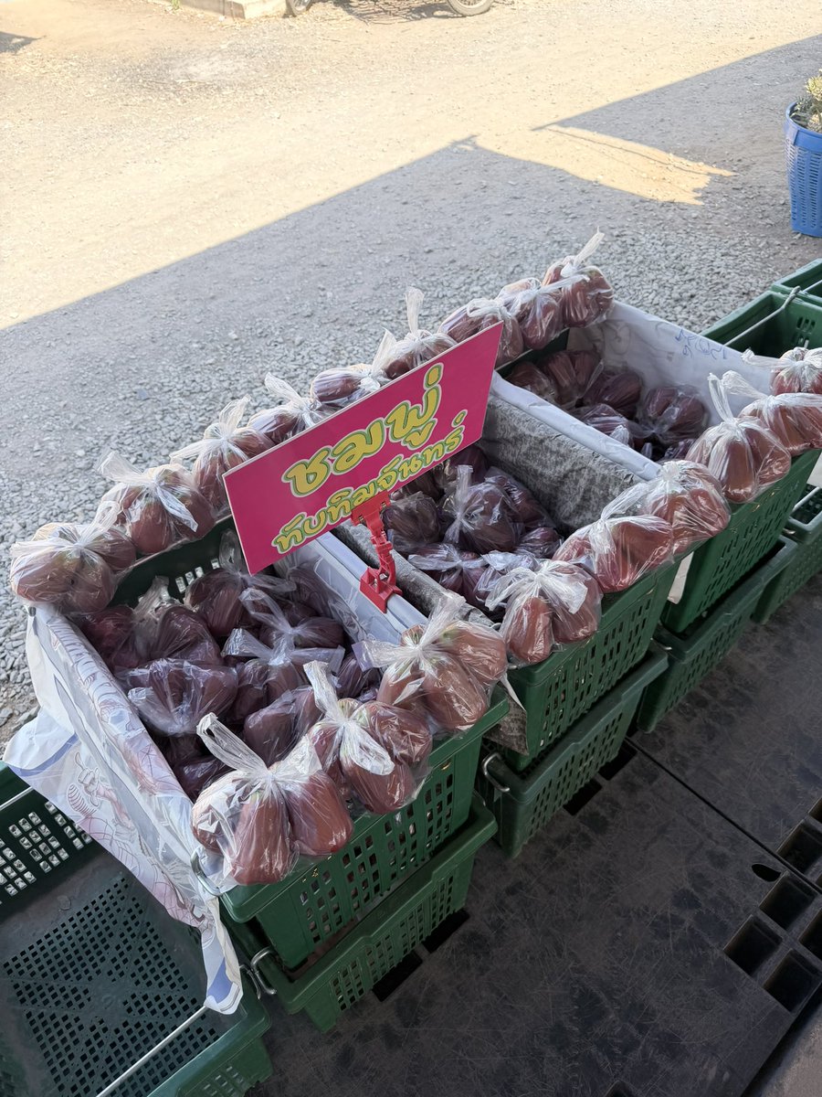 Por_Chalinee's tweet image. เมื่อคุณถูกรักโดยที่ทำงาน อยากกินชมพู่
1 โล ❌
18 โล ✅