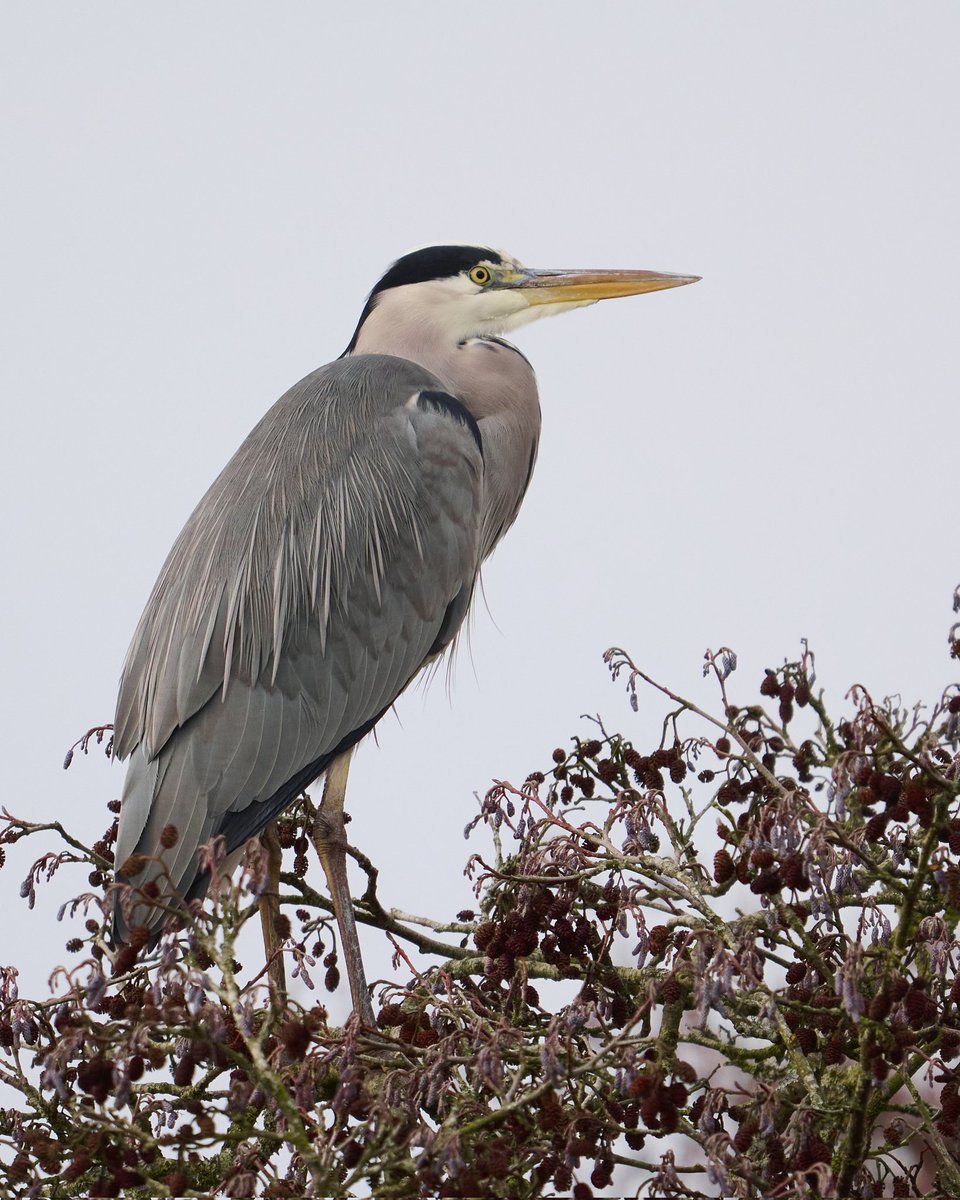 paul hayes tweet media