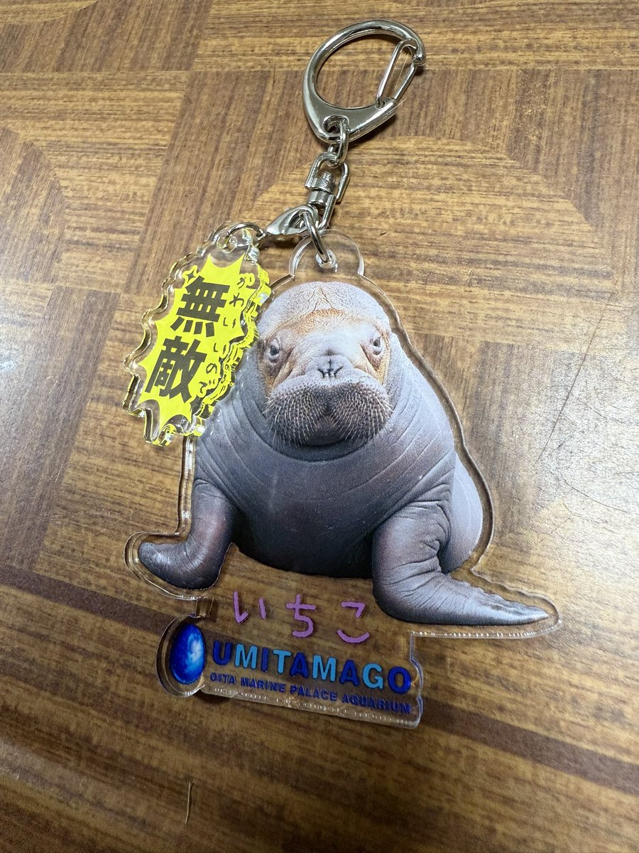 今日なすどで買ったアブちゃんの「可愛いので無敵」アクキー✨
「可愛いので無敵」部分取り外し可能です‼️

そして、いちこにも絶対似合うと思ったんだよ🤭無敵感(?)出てる✨

みんな可愛いので無敵！そう、無敵だ！

#マヌルネコ　#アブリコース
#セイウチ　#いちこ
#可愛いので無敵
