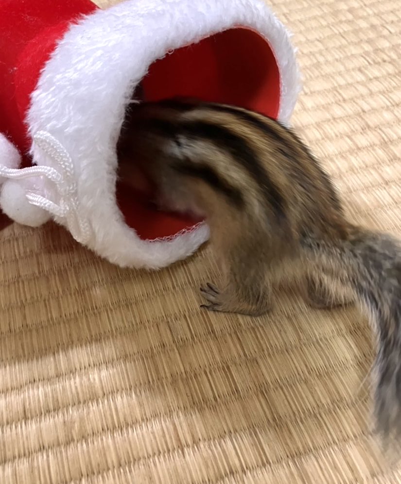 しましま (@iANMeoL8C58Ivf5) / Posts / X