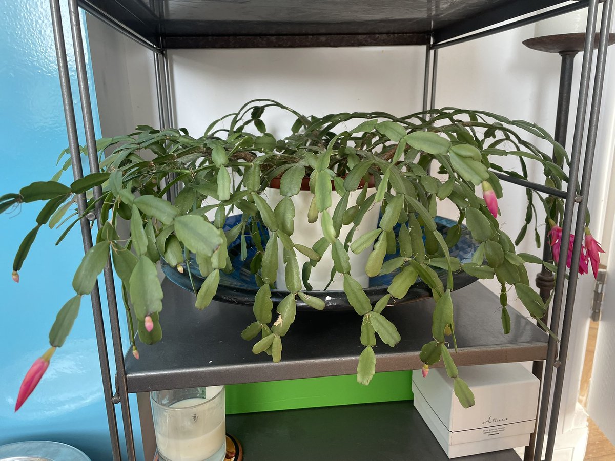 Clare Eden tweet media