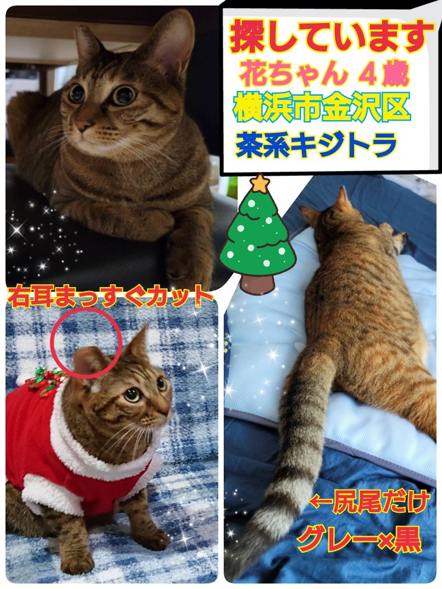 メイちゃんコメ欄 まずい！素性がバレてしまうට ̫ ට՞ ՞ #ほんまヤミーやったでめいちゃん