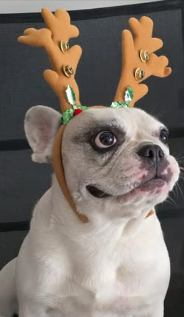 d1zzyblonde's tweet photo. #JoinIn How about some pet pics people? 
Our animals are often the greatest comfort we have when the days are grim. 
Furbabies want to #JoinIn too https://t.co/3nBDimUUgr