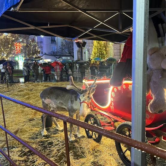 ruben_prz's tweet image. Las familias que llevan a sus hijos a ver animales aterrados también son responsables, igual que el Ayuntamiento de #Santander 🤮

FIRMA ⬇️⬇️⬇️
change.org/desfilessinani…