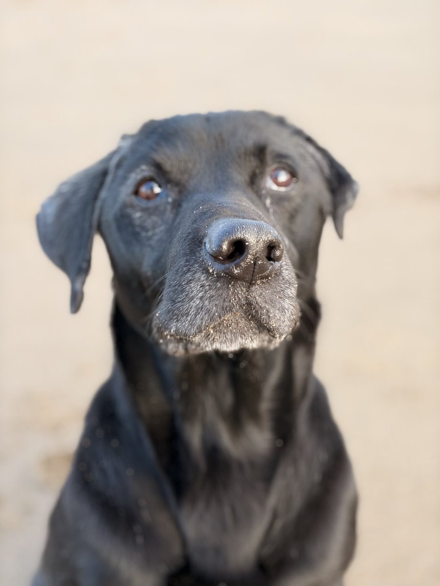 ⚽️Leo the Bangor dog🏴󠁧󠁢󠁷󠁬󠁳󠁿 tweet media