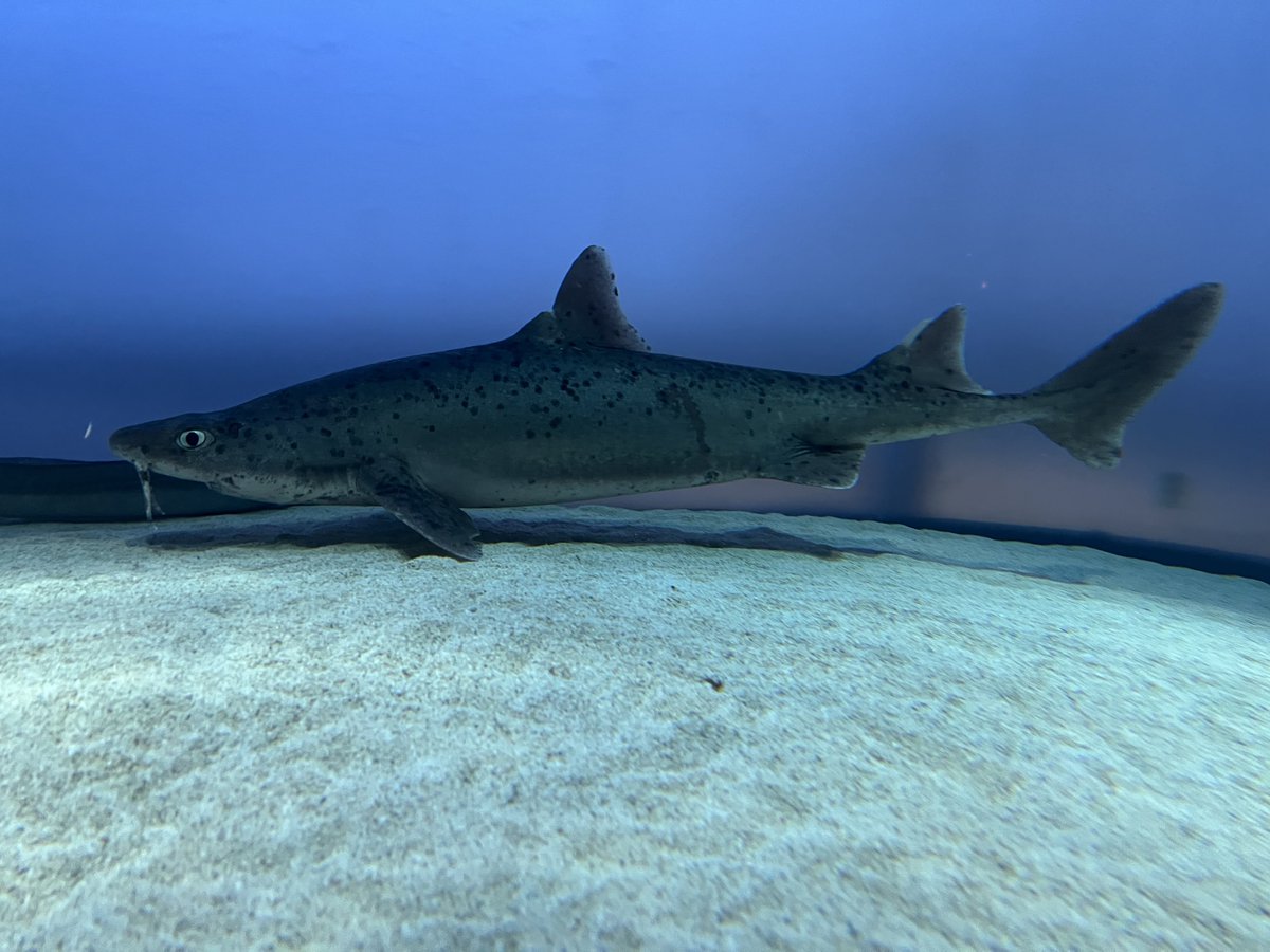 お、今日見よう🦈