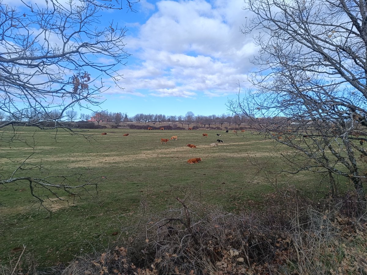 Cumpliendo con el #Gilicombo. 1/3 sumando 6 #KMSxELA a 0ºC por #GuijueloMiPueblo